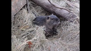 видео: Нутрии в вольерах круглый год. картинка: Нутрии в вольерах круглый год.