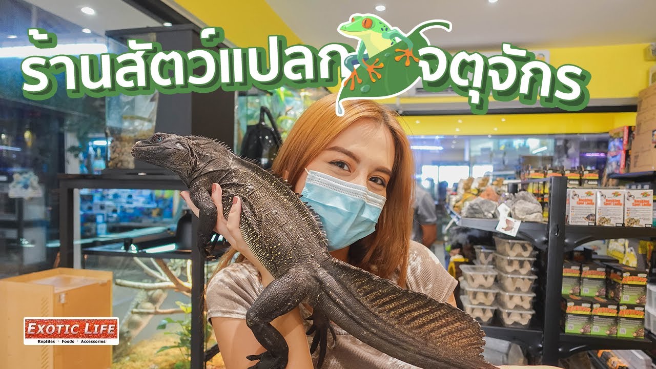 VLOG #14 ร้านสัตว์แปลก Exotic Pet จตุจักร