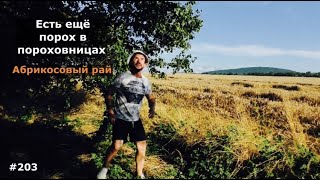 НАТКНУЛИСЬ НА АБРИКОСОВЫЙ РАЙ | ДАРЫ АНАПЫ | переезд в Краснодарский край