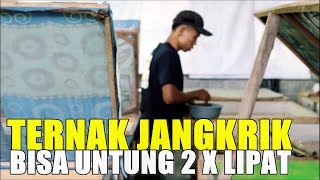 Sukses Ternak Jangkrik, 30 hari siap Panen, 1 kg Bibit Jadi 80 kg Panen