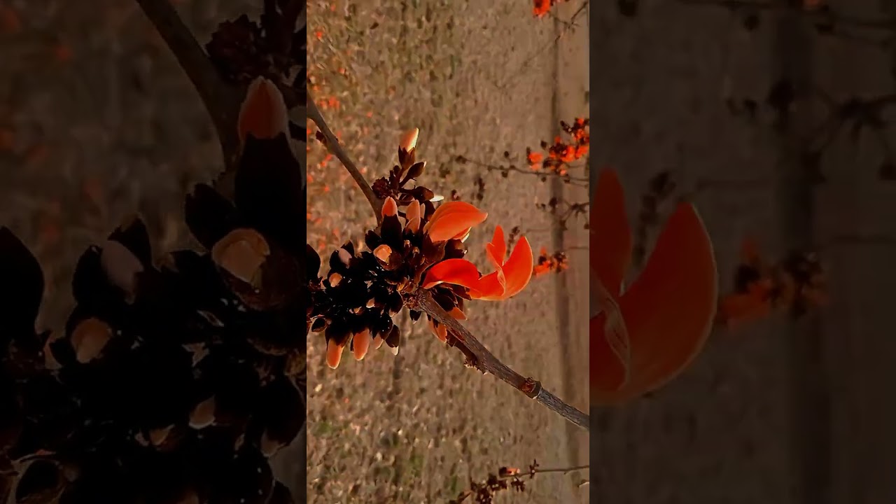 Palash - The State Flower of Jharkhand || 