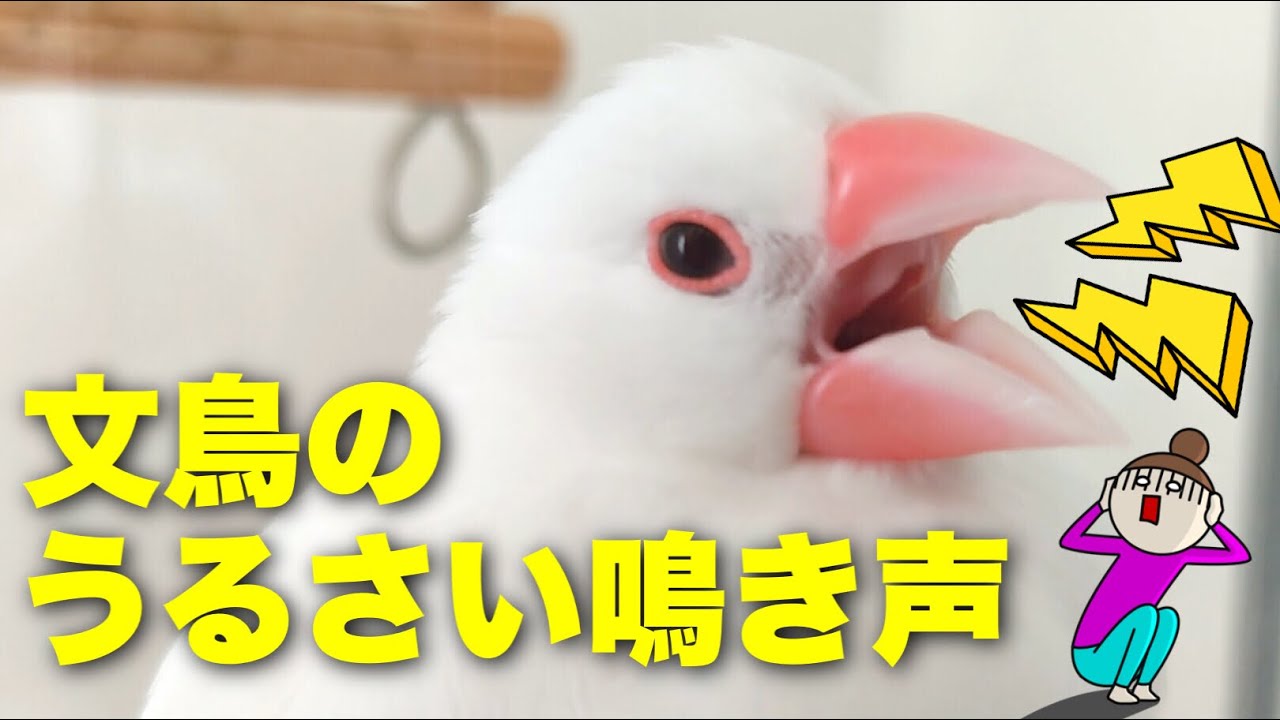 【文鳥のうるさい鳴き声】一番耳障りでやかましい鳴き声はこちらです😱