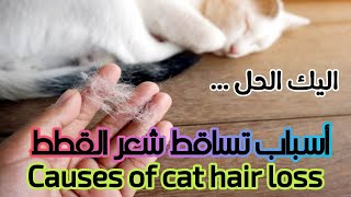 اسباب تساقط شعر القطط وكيفية حلها قبل ان تتفاقم 