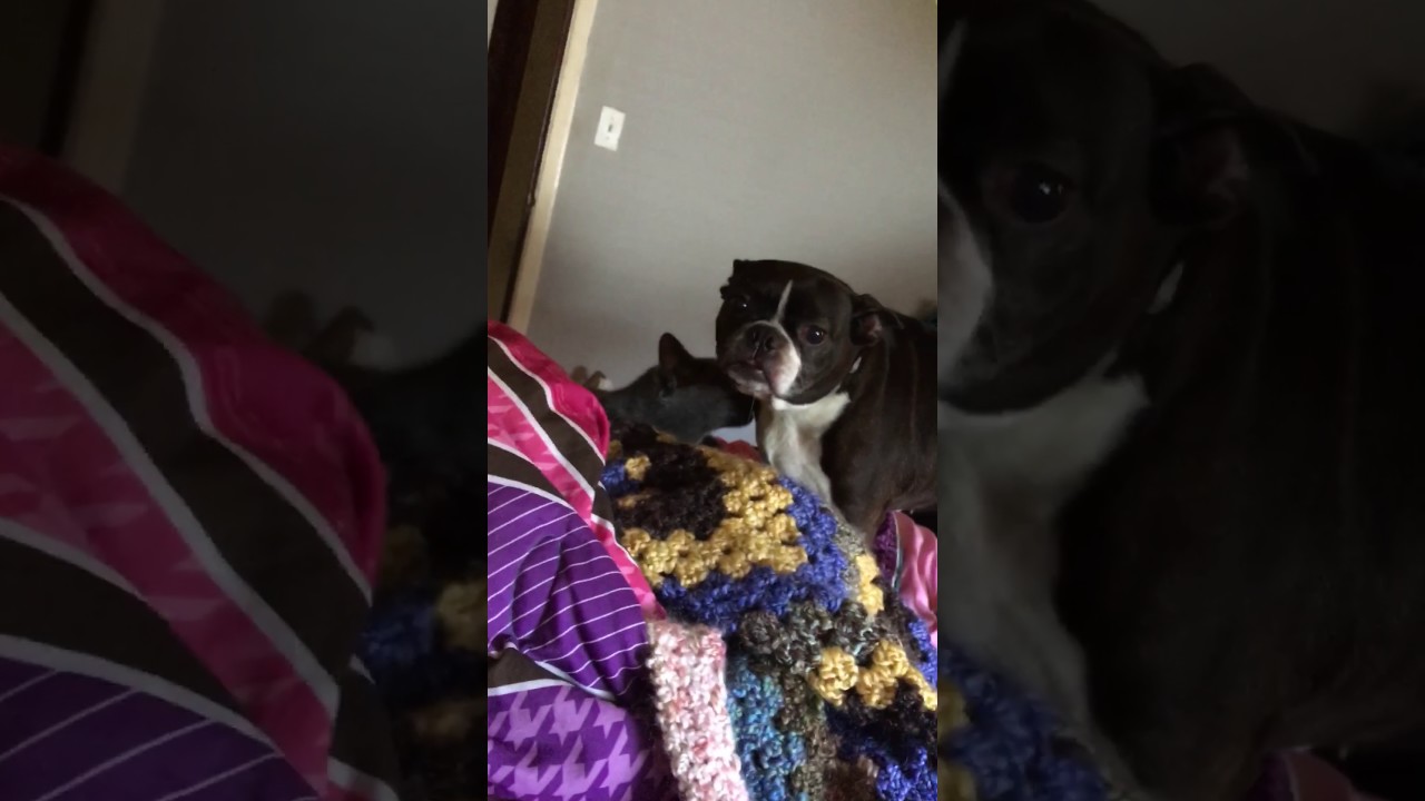 Luna grooming Cookie YouTube