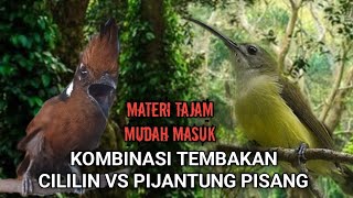 MATERI ISIAN PALING DICARI Masteran Kombinasi Tembakan Cililin vs Pijantung pisang