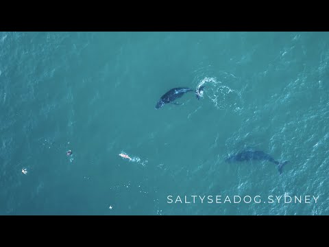 Bondi Swimmers Stalked by Inquisitive Humpback Whales