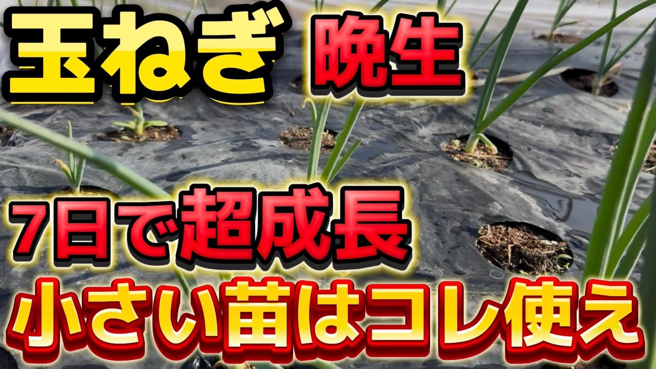 玉ねぎ】7日で超成長！小さい苗にはコレをして大きく成長させます。今