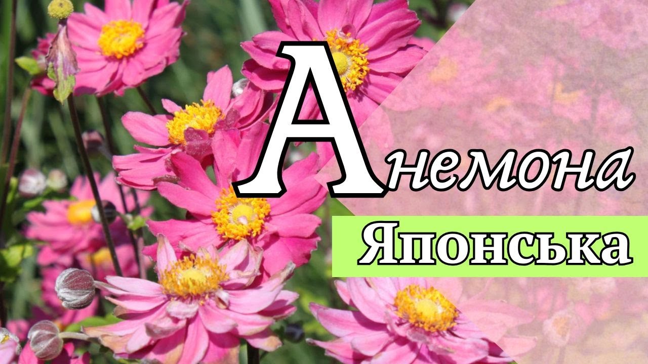 Секрет японской анемоны: красота с китайскими корнями