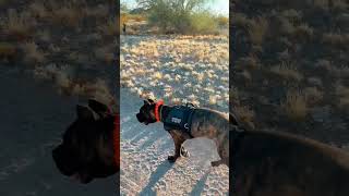 Off Leash training with this brindle pup. When I stop she STOPS 🛑 #canecorsopuppy #canecorso #AZ #ca