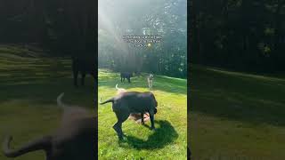 Celebrity pretending to d!e in front of my dogs to see their reaction 😂 Net Worth