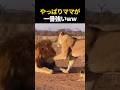 やっぱりママが1番強いw