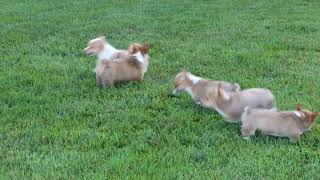 Welsh Corgi Puppies For Sale