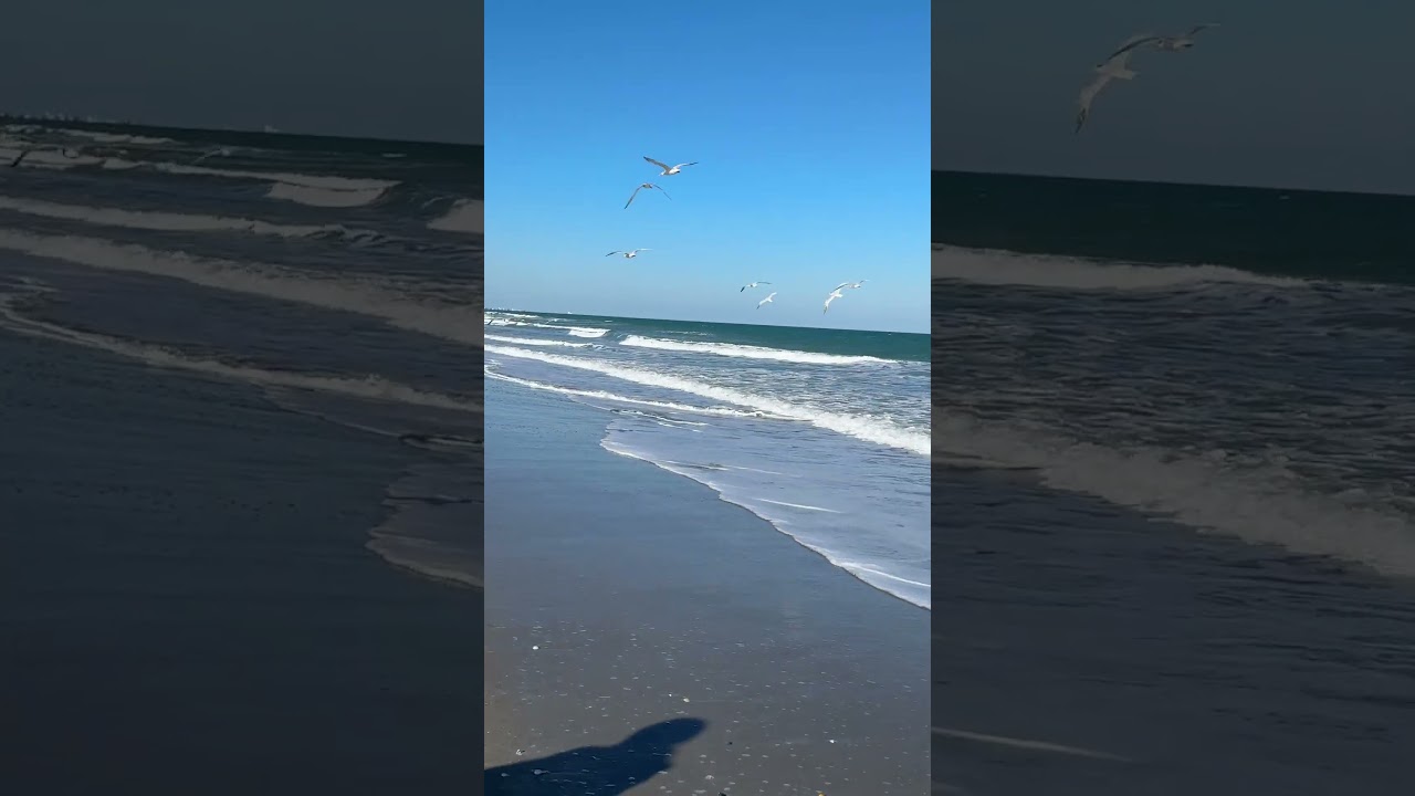 Beautiful Osprey and Terns enjoying nice weather  enjoy share subscribe 