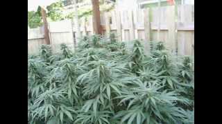 "GIANT" marijuana buds "ommp style 2012"