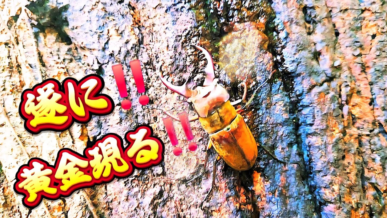 Insect Collecting] Finally Appeared‼️Golden Miyama Stag Beetle