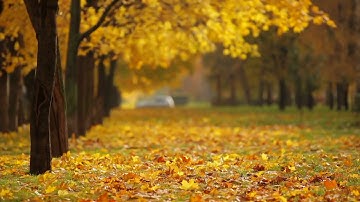 Yellow Autumn Tree | HD Free Motion Graphics | Moving Background Loop |  Free Download