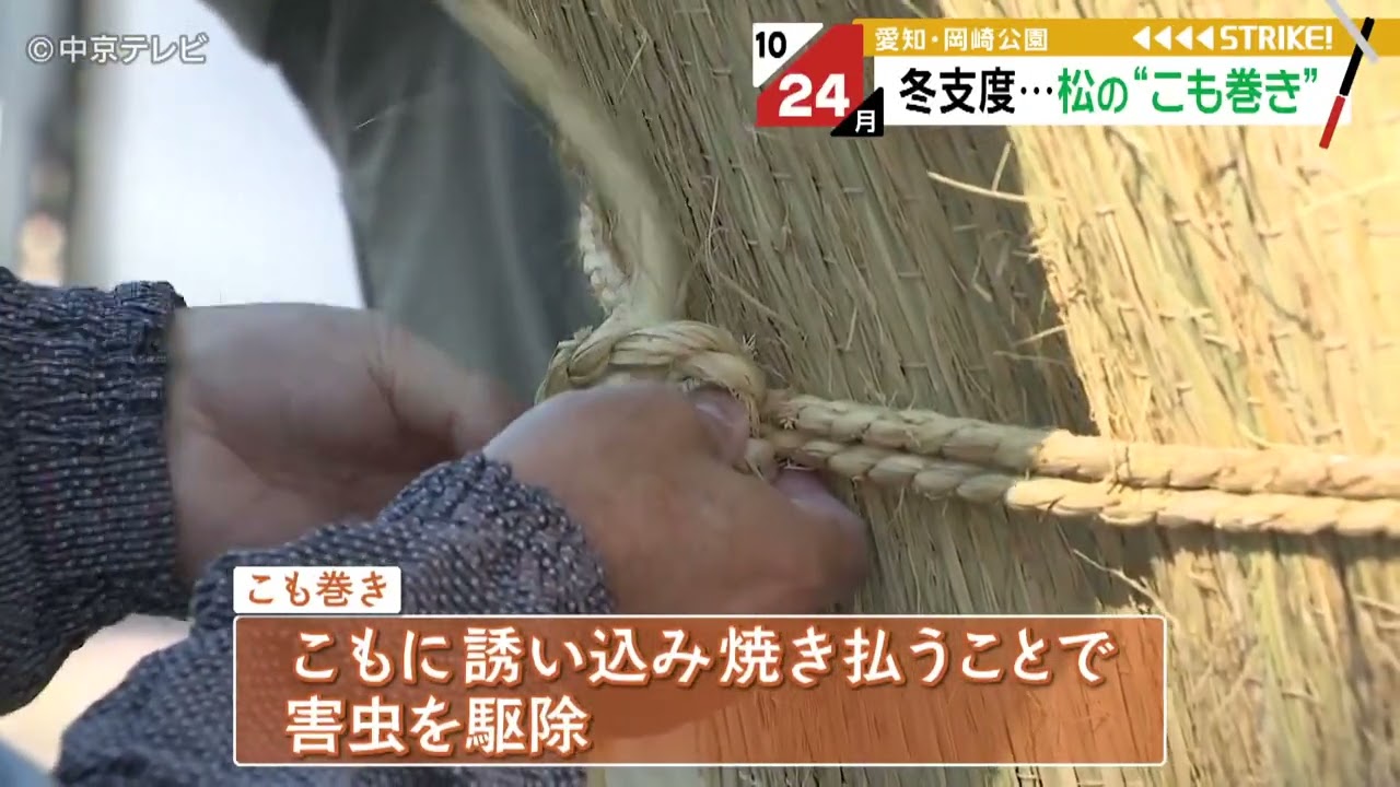 早くも冬支度…松の“こも巻き” 愛知・岡崎公園 - YouTube