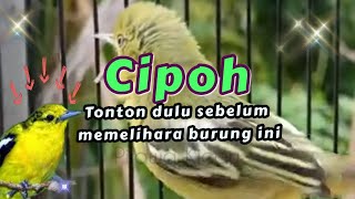 FAKTA BURUNG CIPOH / SIRTU YANG WAJIB ANDA TAHU #cipohgacor #sirtu