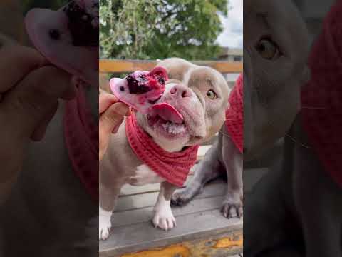 Picolé de Frutas Vermelhas com Mel 🤩🐾