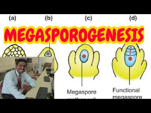MEGASPOROGENESIS | TAMIL EXPLANATION