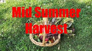 Finally harvesting these long awaited crops #sowwellharvestmore