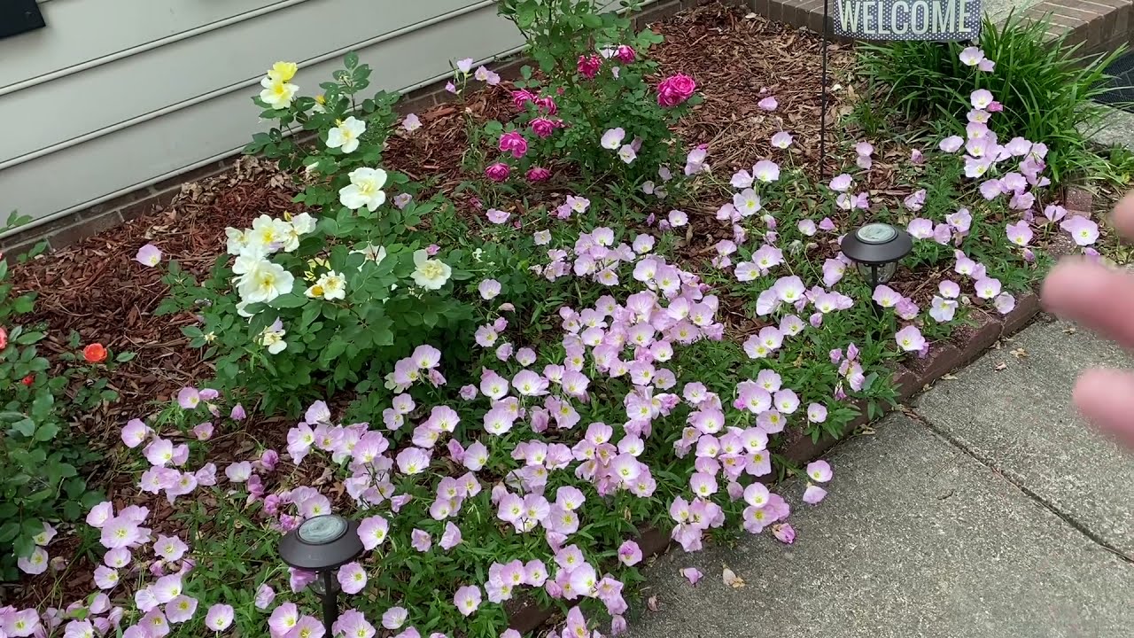 Knockout Roses with The Stupid Gardener!  Easiest roses to grow! 