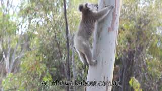 Koala climbing up a tree by bounding