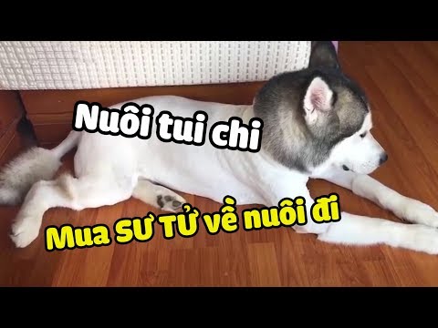 Video NGÁO bị SEN cạo sạch lông, dỗi SEN, dỗi cả thế giới... - youtube