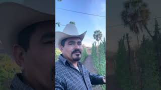 Hermosa Siembra De Frijol Ejote Reata