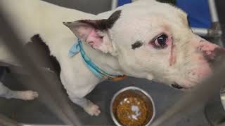 Acs A829260