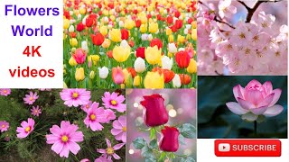 Flowers।।4k video।।relaxation.