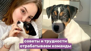 видео: мой день дома С ЩЕНКОМ🐶 Джек-Рассел-терьер 2,5 месяца картинка: мой день дома С ЩЕНКОМ🐶 Джек-Рассел-терьер 2,5 месяца