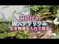 【特大テラリウム庭池】⑦生き物達を入れてみました。