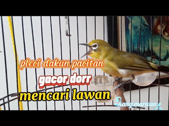 pleci dakun pacitan gacor dorr mencari lawan ngalas variasi class=