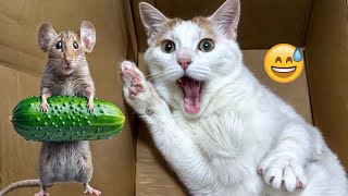 I would die laughing for these FUNNIEST Cats 🥰Funniest Cat Reaction😹🐕#13