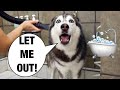 Grooming My Husky Goes Wrong! (SHE SCREAMS) 😱🤣