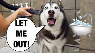 Grooming My Husky Goes Wrong! (SHE SCREAMS)