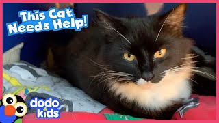 Cat Has The Best Reason For Invading Woman’s Home | Dodo Kids | Rescued!