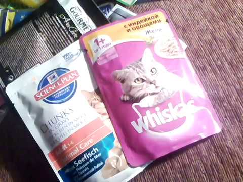 Выбираем лучше корм для кошек