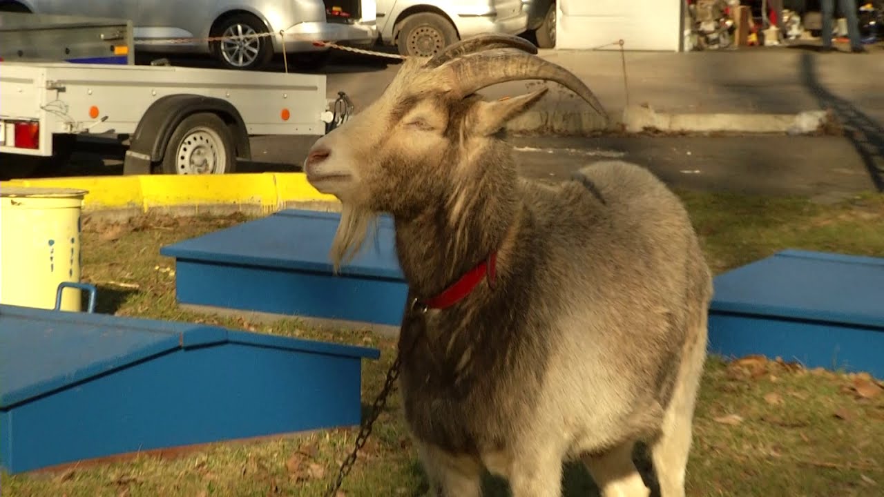 Ropolek gwiazdą Mikołowa