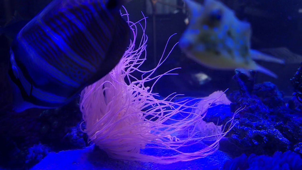 Pink tube anemone Marine Reef tank YouTube