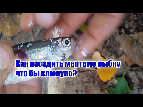 Наживка для Судака НАЛИМА берша щуки мертвая рыбка. Как надеть живца. Насадка для хищной рыбы