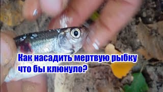 Наживка для Судака НАЛИМА берша щуки мертвая рыбка. Как надеть живца. Насадка для хищной рыбы