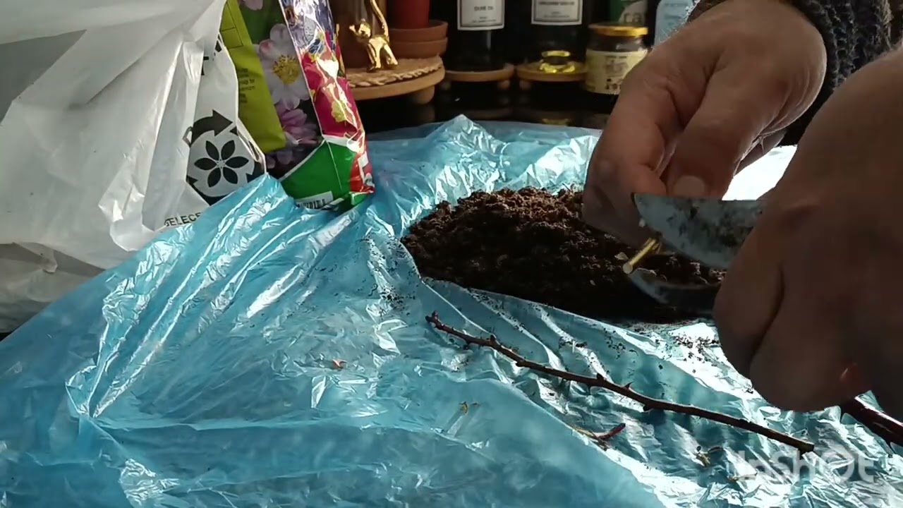 Kuşburnu çeliği dikiyoruz. #tarım #sera #bitkibakımı #üretim #doğa 