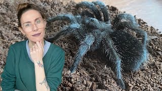 watch this BEFORE you get a tarantula (are they good pets?)