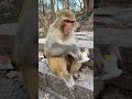 Le singe mysophobe continue de se frotter au singe
