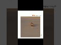 حانات الغاره