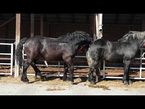 Video: Cum Să încălzi Un Cal