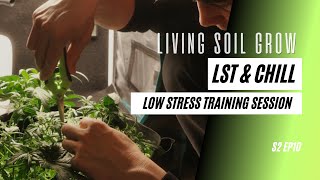 Chill Low Stress Training Session | Jack Herer Living Soil Grow S2EP10