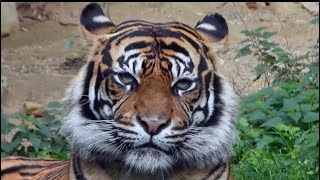 Closeup SumatraTiger   4K